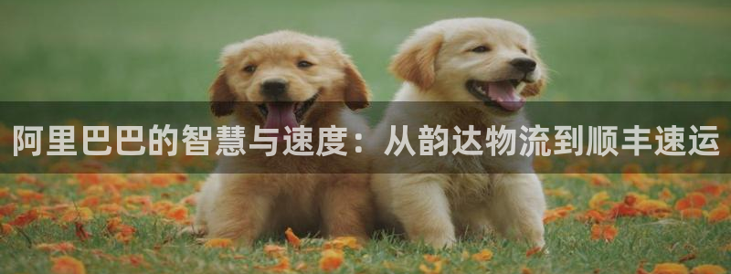 tp钱包如何创建bep20：阿里巴巴